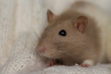 beige rat sits on a beige plaid, background with texture