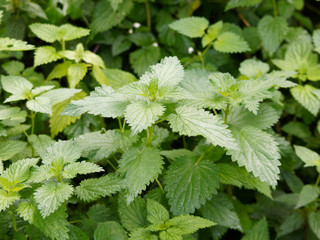 Urtica - Orties aux feuilles ovales, fortement dentées, pointues et urticantes