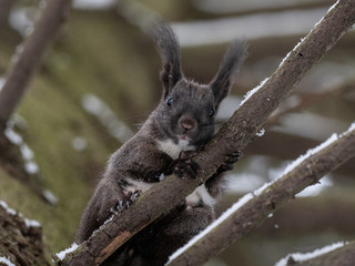 black squirrel