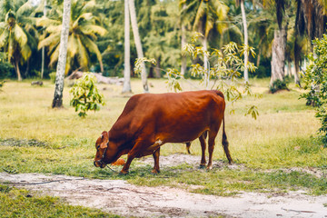 Grazing cattle bull on exotic and tropical La Digue island at Seychelles