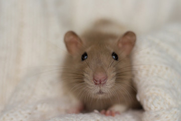 in the evening beige rat sits on a beige plaid, background with texture