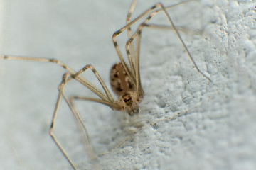 long leg spider on wall