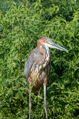 A Goliath heron (Ardea goliath), also known as the giant heron close up looking around.