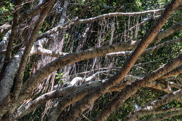 Obraz premium Banyan tree (Ficus benjamina) large and old grown in the park, kown as weepig fig, benjamin fig or ficus tree.