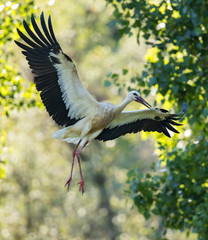 White Stork (Ciconia ciconia) young bird flying with open wings, Baden-Wuerttemberg, Germany