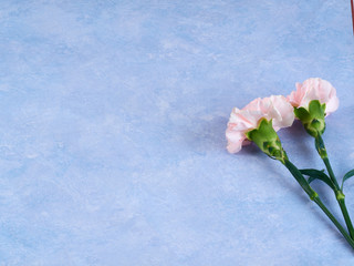 Pink carnation on pastel blue notebook