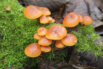Flammulina velutipes, known as enokitake, futu, seafood mushrooms, winter mushrooms or winter fungus, velvet foot, velvet stem or velvet shank