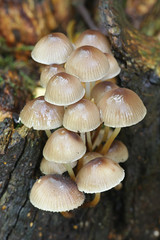 Mycena inclinata, known as the clustered bonnet or the oak-stump bonnet cap, mushrooms from Finland