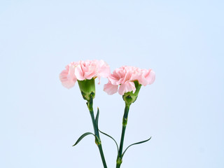 Pink carnation flowers for Mother's day