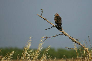 Montagu's Harrier (Circus pygargus) juvenile sitting on tree at field edge, Lleida, Spain