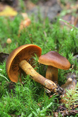 Cortinarius malicorius, known as saffron-colored cort or saffron colored webcab, wild mushrooms from Finland