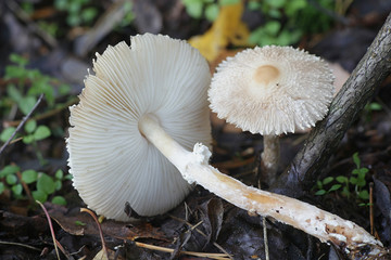 Lepiota clypeolaria, known as the shield dapperling or the shaggy-stalked Lepiota, mushrooms from Finland