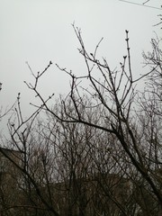 silhouette of a tree