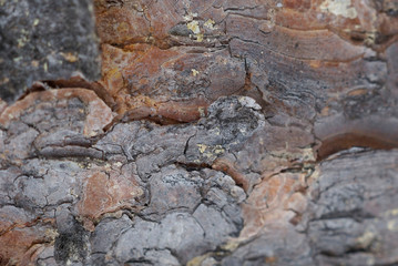 pine bark texture