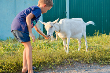 child boy feeds a goat with hands