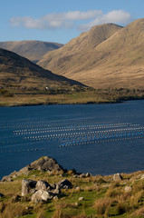 Irelande, Connemara. Ireland Connemara. Fjord et &eacute;levage de poisons.
