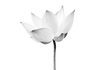 Black and white Lotus flower isolated on white background. File contains with clipping path so easy to work.