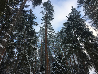 Sapin foret enneigé 