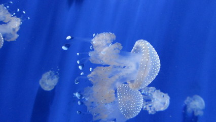 meduse