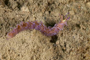 The most beautiful underwater snails of the Indian and Pacific Ocean