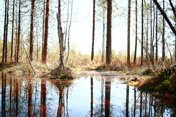 spring forest landscape seasonal / green background trees in the forest, fresh spring sunny landscape in nature, eco concept