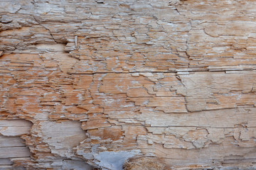 Wood surface texture for decoration background