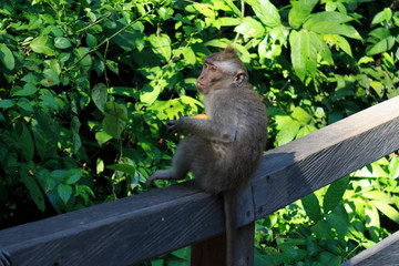 Mono descansando en barandilla de madera 