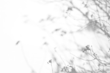 Overlay effect for photo. Gray shadows of the tree brunches on a white wall. Abstract neutral nature concept background
