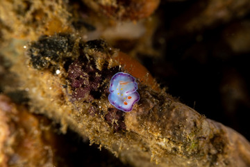 The most beautiful underwater snails of the Indian and Pacific Ocean