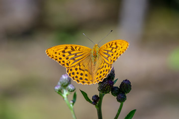 Beautiful close up of a Silver-washed fritillary butterfly