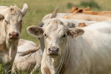 Close up of a sweet white cow in a summer pasture in Sweden © Magnus