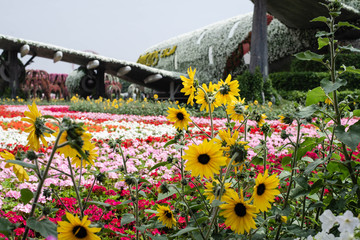 the plane of flowers