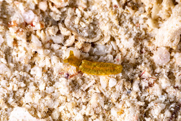 The most beautiful underwater snails of the Indian and Pacific Ocean