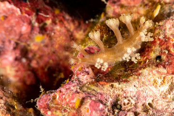 The most beautiful underwater snails of the Indian and Pacific Ocean