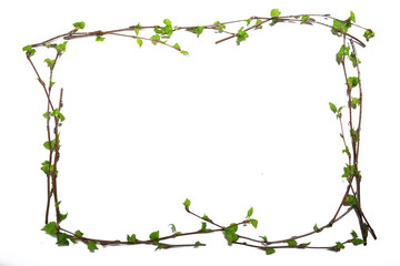 white background branches small leaves spring / isolated on white young branches with buds and leaves, spring frame