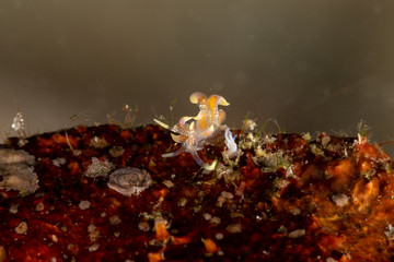 The most beautiful underwater snails of the Indian and Pacific Ocean