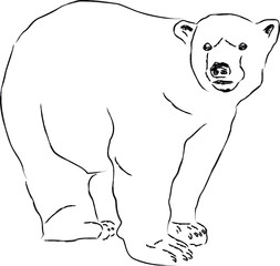 Vector illustration of a bear. Sketch the bear is