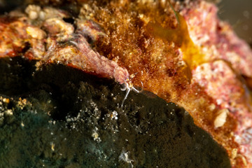 The most beautiful underwater snails of the Indian and Pacific Ocean