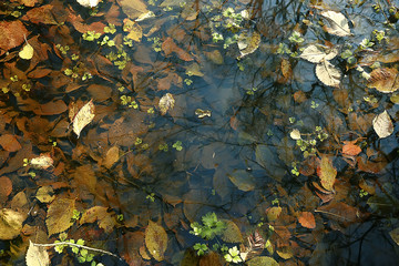 autumn forest north / landscape in the autumn forest, northern, nature view in the fall season