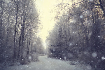 Obraz premium abstract background landscape winter forest / frost-covered tree branches, snowy weather christmas background