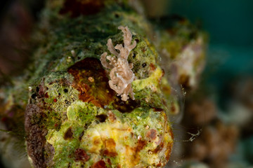 The most beautiful underwater snails of the Indian and Pacific Ocean