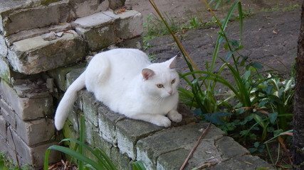 White cat