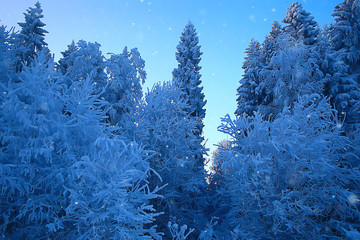 Winter in the Russian village / winter landscape, forest in Russia, snow-covered trees in the province