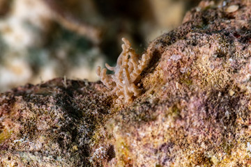 The most beautiful underwater snails of the Indian and Pacific Ocean