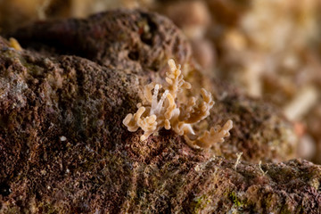 The most beautiful underwater snails of the Indian and Pacific Ocean