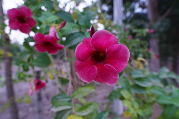 close up beautiful pink flora in flower garden. Winter Thailand