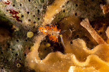 The most beautiful underwater snails of the Indian and Pacific Ocean