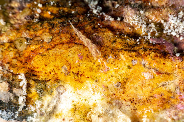 The most beautiful underwater snails of the Indian and Pacific Ocean