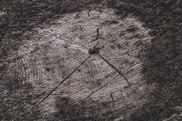 chop wood and its texture, closeup