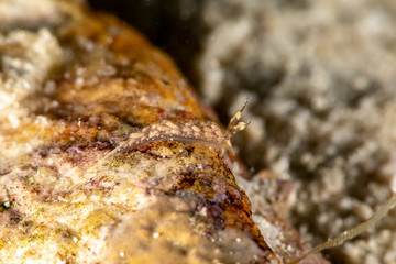 The most beautiful underwater snails of the Indian and Pacific Ocean